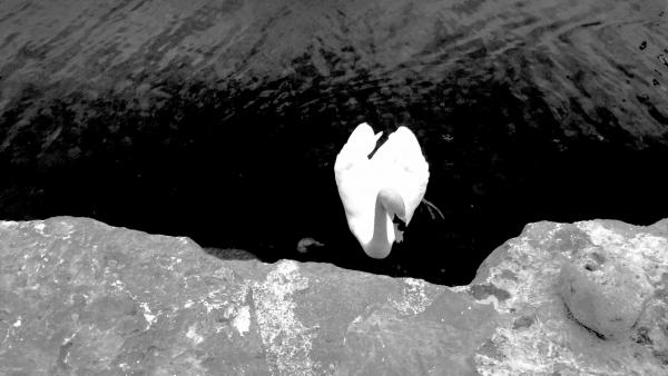 The Swan Heart